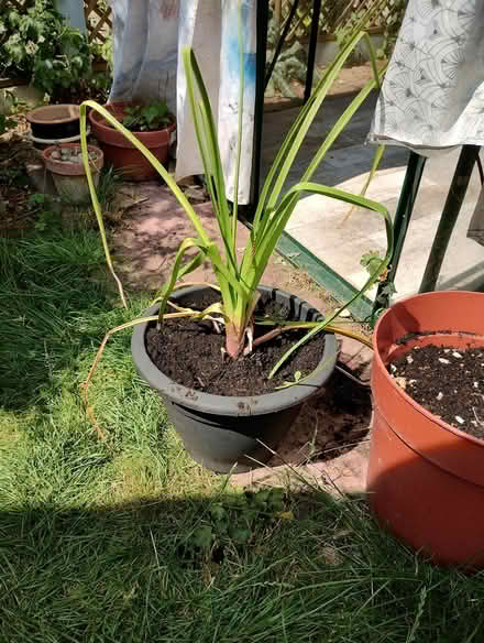 Photo of free Red Hot Poker Plant (Bratton) #1