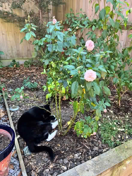 Photo of free Mature Rose Bush (Kirsty’s Rose) (Townsend AL3) #1