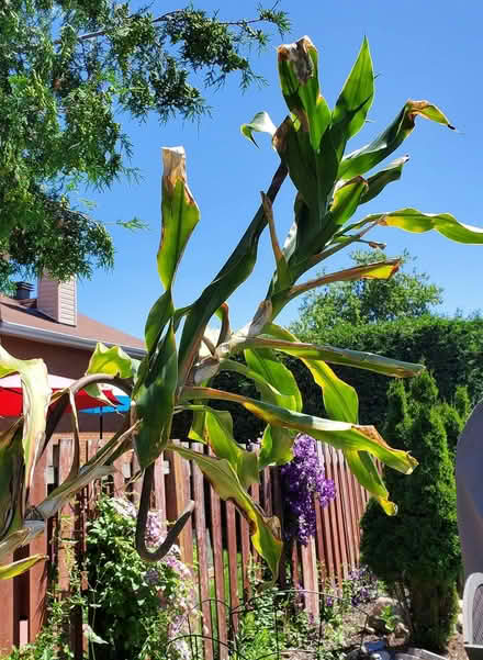 Photo of free Tropical plants (Near Experimental Farm) #3