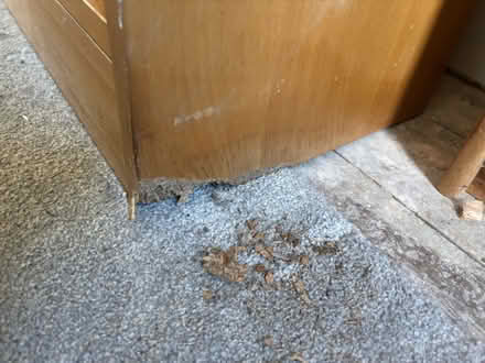 Photo of free Set of wooden shelves (Littleover DE23) #3