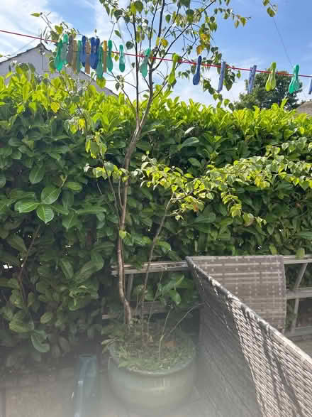 Photo of free Potted apple tree (SK13 Padfield) #1