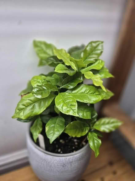 Photo of free House Plants (Tytherington SK10) #2