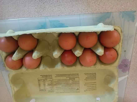 Photo of free Organic free range eggs x 10 best before 12th July tomorrow (Westbury Fields BS9) #1