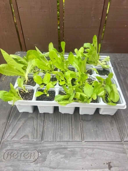 Photo of free Romain Paris island cos Lettuce seedlings (Wolsingham DL13) #1