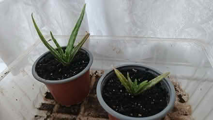 Photo of free Aloe vera (Orpington, BR5) #1