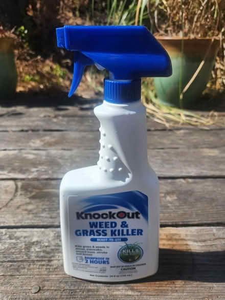 Photo of free Knock Out (Southwest Cupertino) #1