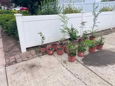 Photo of free Plants (Fair Lawn, NJ) #4
