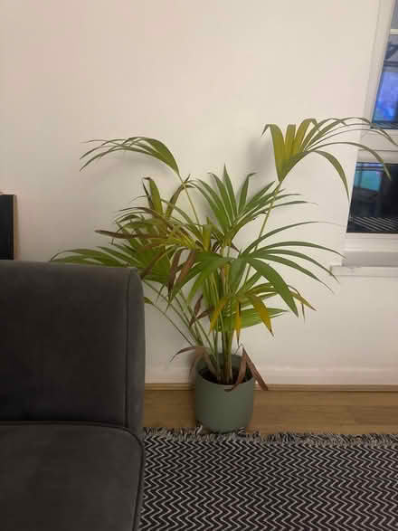 Photo of free Plant (Brockley) #1