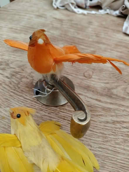 Photo of free 2 feathered birds (Jericho OX2) #3