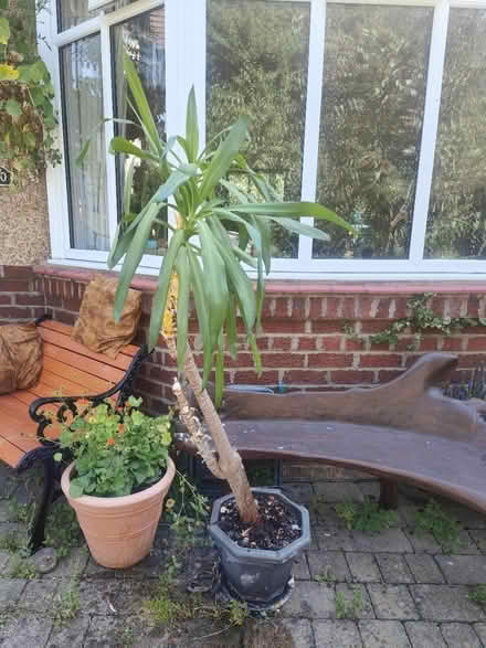 Photo of free Yucca plant (Cw2) #2