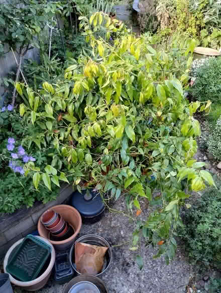 Photo of free Leucothoe rainbow (New Catton NR3) #1