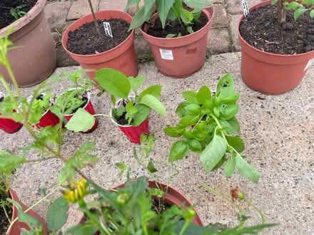 Photo of free Plants (Fair Lawn, NJ) #3