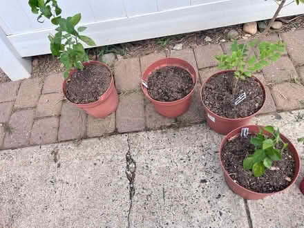 Photo of free Plants (Fair Lawn, NJ) #1