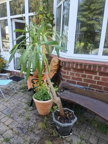 Photo of free Yucca plant (Cw2) #3