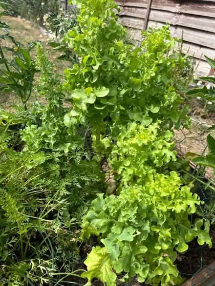 Photo of free Lettuce for animals (SE19) #1