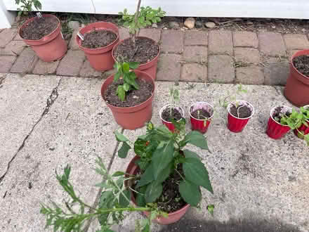 Photo of free Plants (Fair Lawn, NJ) #3