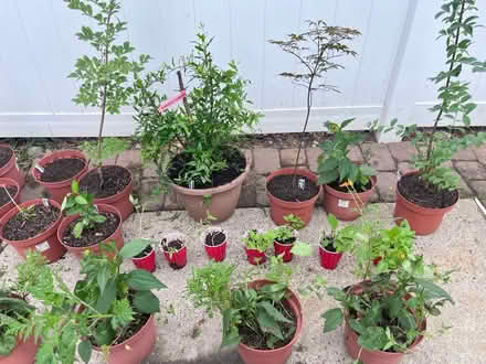 Photo of free Plants (Fair Lawn, NJ) #2
