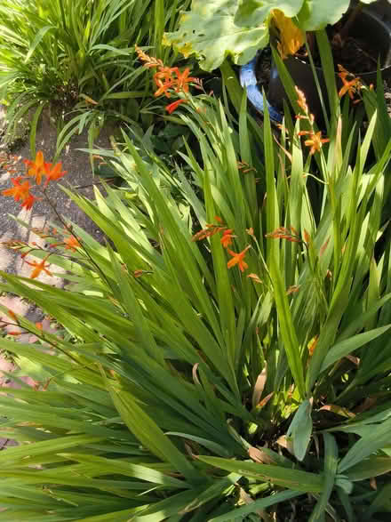 Photo of free 3 clumps of orange crocosmia (Allerton L18) #2