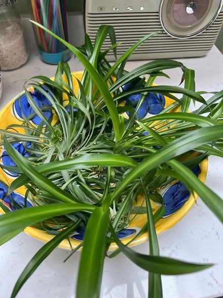 Photo of free Rooted baby spider plants (Cambridge CB1 (Romsey)) #1
