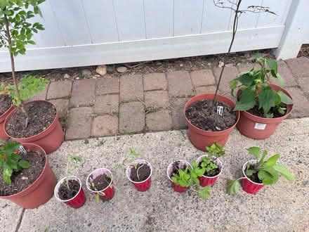 Photo of free Plants (Fair Lawn, NJ) #2