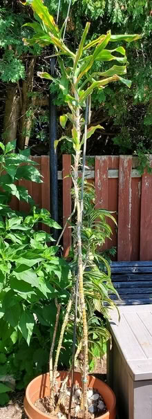 Photo of free Tropical plants (Near Experimental Farm) #1