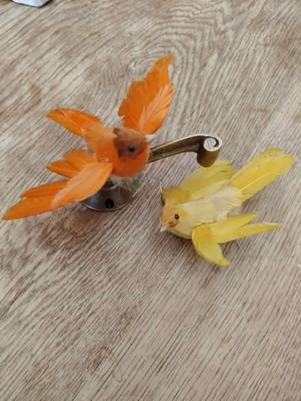 Photo of free 2 feathered birds (Jericho OX2) #1