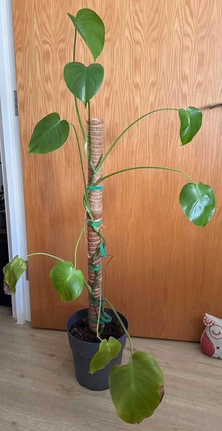 Photo of free House plant (Thornton Heath CR7) #1