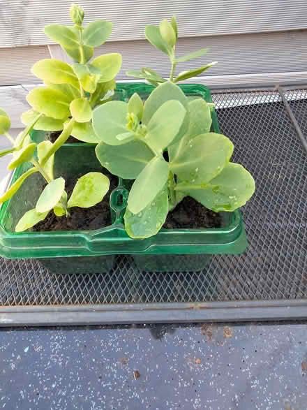 Photo of free Young Stonecrop Sedum (Shenley Lodge MK5) #1