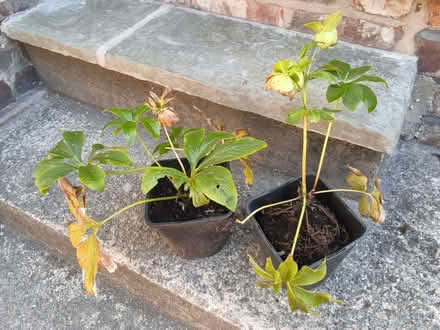 Photo of free 2 Hellebore plants (Allerton L18) #1