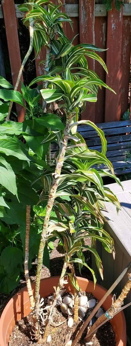 Photo of free Tropical plants (Near Experimental Farm) #2