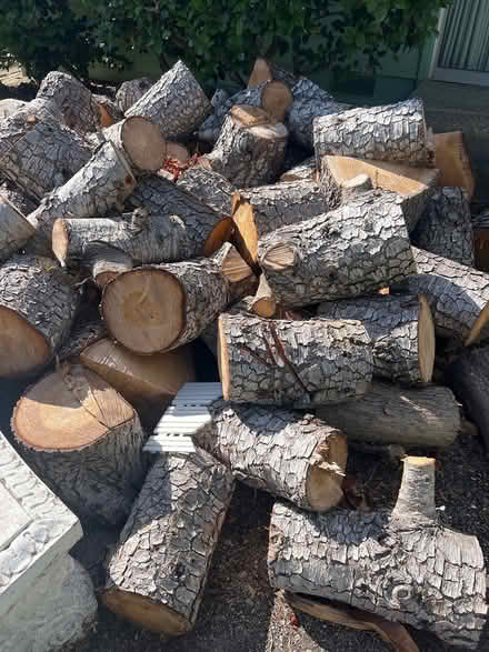 Photo of free pine tree firewood (Castro Valley) #1