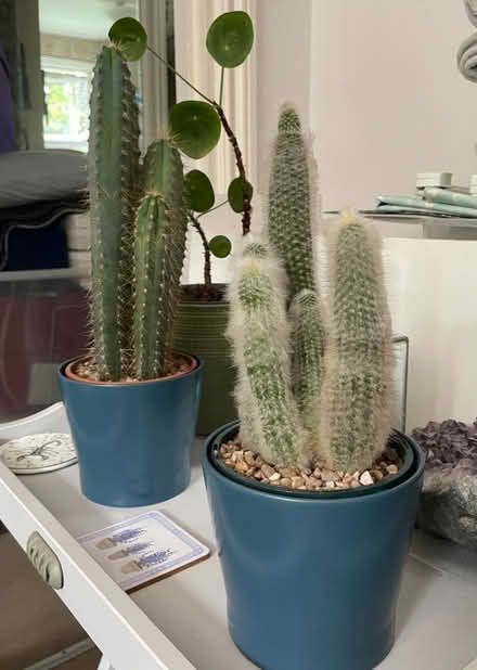 Photo of free Two large cacti by in ceramic pots (Birchington. CT7) #1