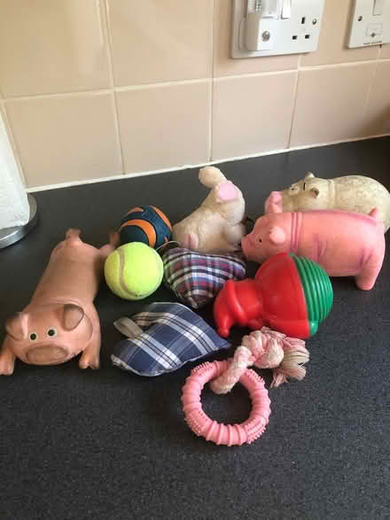 Photo of free Bag of dog toys (Letchworth SG6) #1