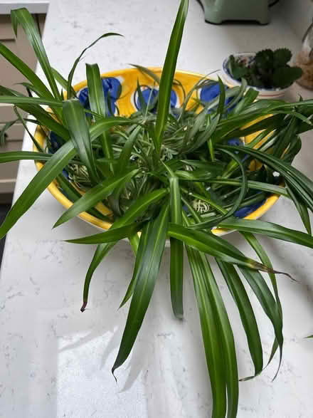 Photo of free Rooted baby spider plants (Cambridge CB1 (Romsey)) #2