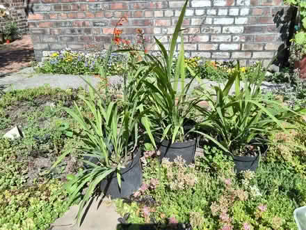Photo of free 3 clumps of orange crocosmia (Allerton L18) #1