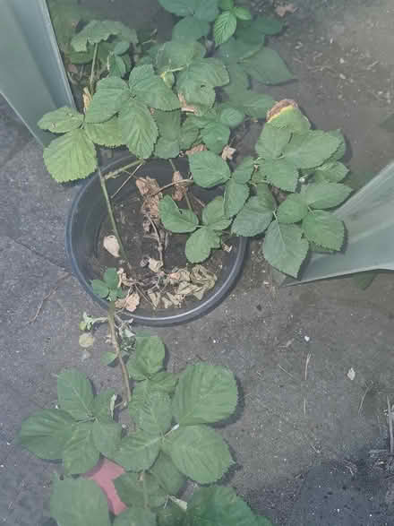 Photo of free Blackberry plant, in pot (Hackney E8) #1
