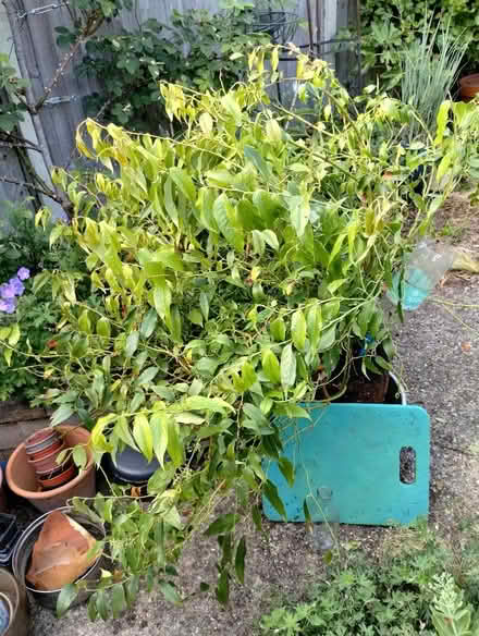 Photo of free Leucothoe rainbow (New Catton NR3) #3