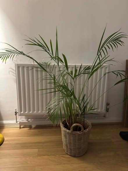 Photo of free Areca palm (Brockley) #1