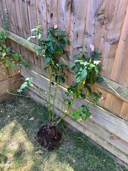 Photo of free Mature Rose Bush (Kirsty’s Rose) (Townsend AL3) #2
