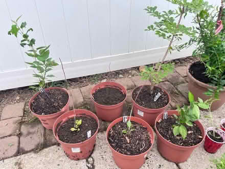 Photo of free Plants (Fair Lawn, NJ) #1