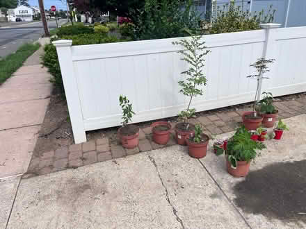 Photo of free Plants (Fair Lawn, NJ) #4