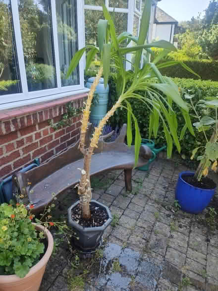 Photo of free Yucca plant (Cw2) #1