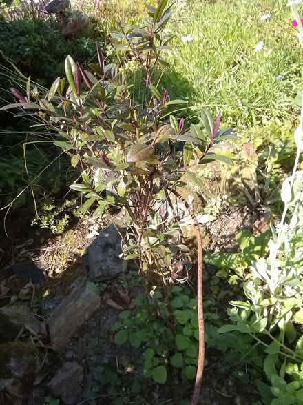 Photo of free Purple leafed hebe shrub (Ponsanooth TR3) #1