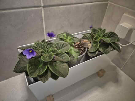 Photo of free House Plants (Tytherington SK10) #1