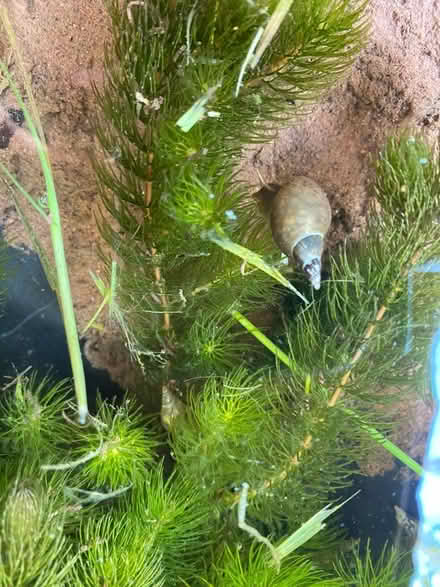 Photo of free Pond oxygenating plant - Hornwort (Malvern Link WR14) #1