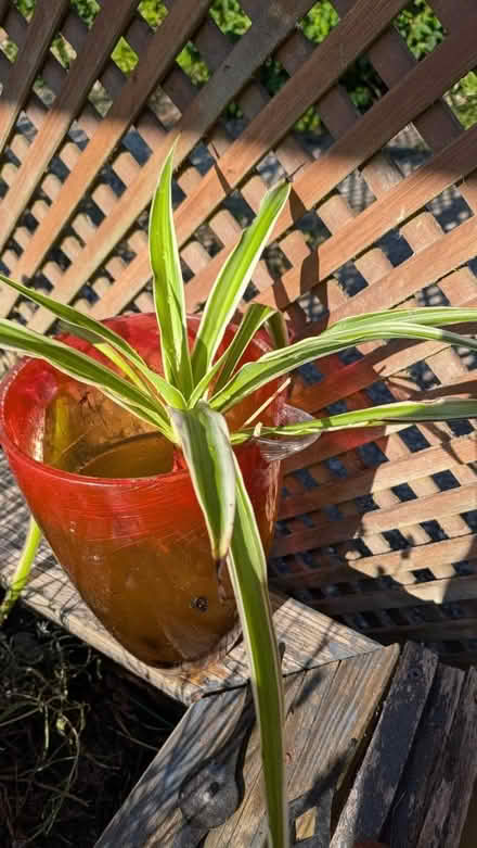 Photo of free Spider Plant (RG24 Old Basing) #1
