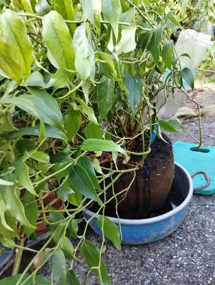 Photo of free Leucothoe rainbow (New Catton NR3) #2