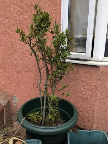 Photo of free Bay Tree (Totterdown, BS4) #2