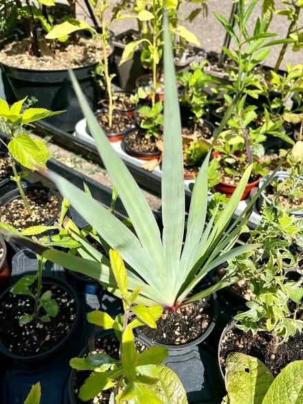 Photo of free Sisyrinchium plants (Hatfield AL10) #3