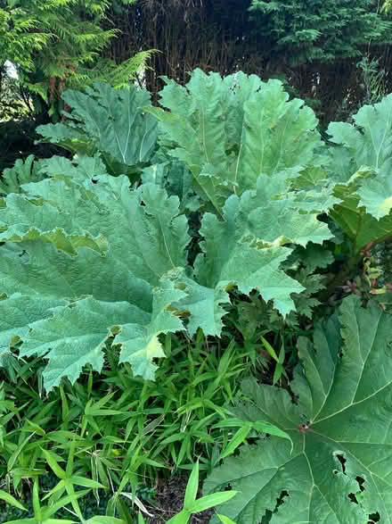 Photo of free Gunners leaf to use as a custom concrete leaf (Quernmore LA1) #1